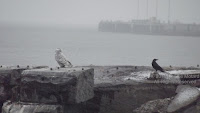 American crows will mob raptors whenever they see one. Here a crow landed near a snowy owl that just got chased away from its former spot by a group of crows, including this one.