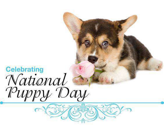 National Puppy Day Wishes pics free download