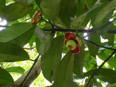 buah manggis