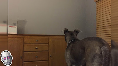 porque mi perro mira la pared