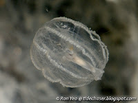 Comb jelly (phylum Ctenophora)