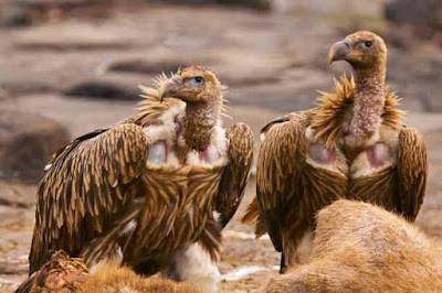 हिमालयी ग्रिफॉन गिद्ध | Himalayan Vulture About In Hindi