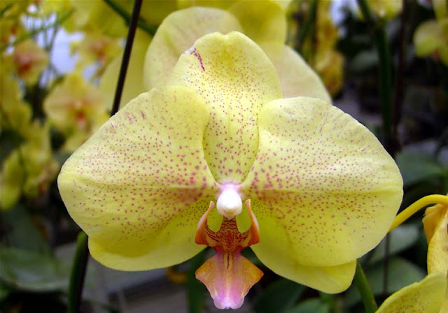 Phalaenopsis Flowers Pictures