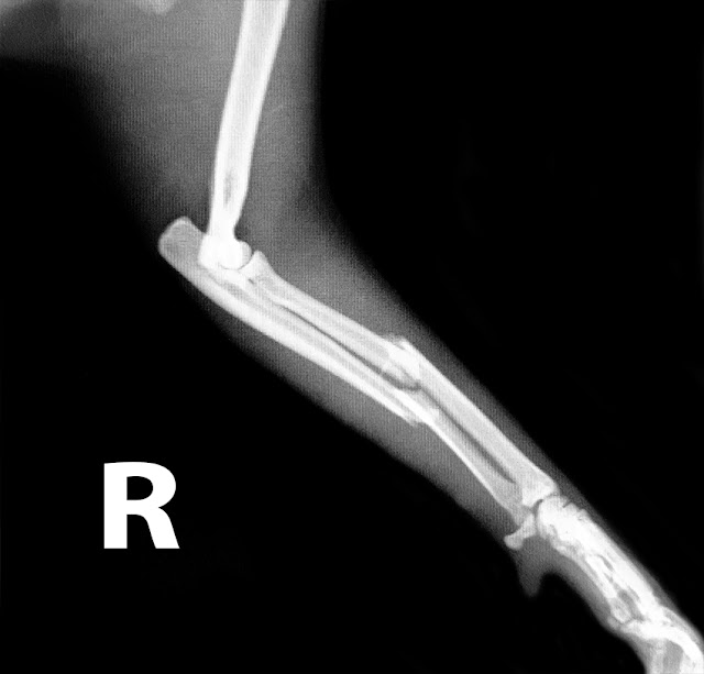 fractura de radio en gato