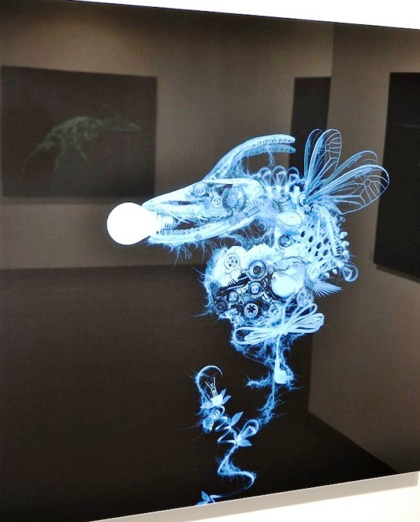 Weird X-Ray Art (8)
