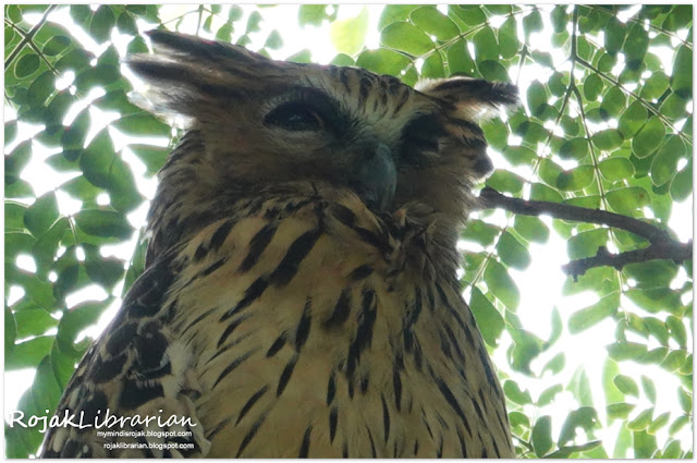 Buffy Fish Owl