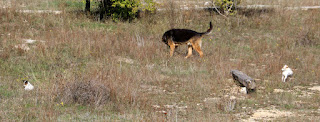 All three puppies on the top bank