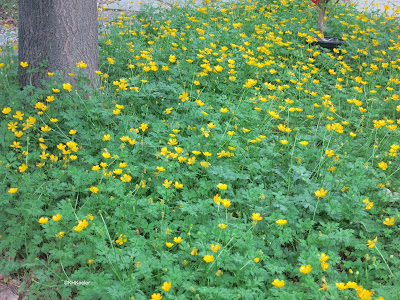 creeping buttercup, Ranunculus repens