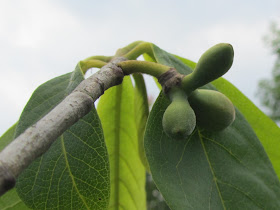 Ingrossamento Frutticini Asimina triloba