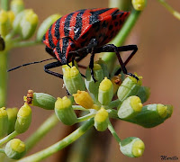 Graphosoma lineatum