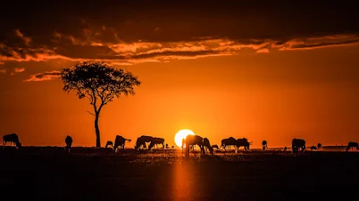 Sunrise with elephants in the foreground