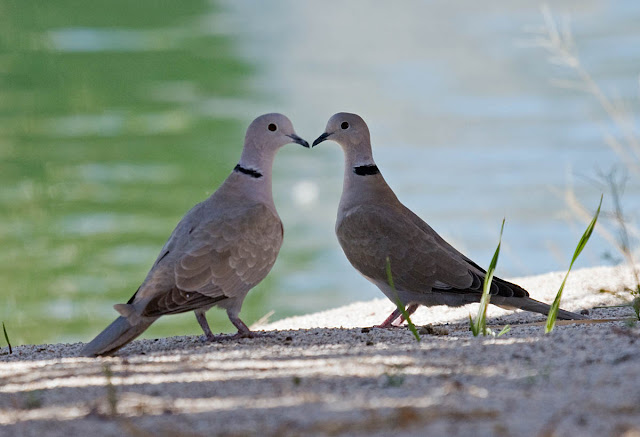 Eurasian Collared-Dove