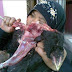 Wow ...!! Perempuan ini Doyan Makan Ayam Mentah 