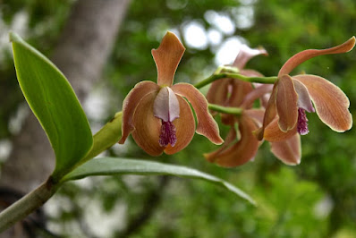 Cattleya porphyroglossa - Purple Lipped Cattleya care