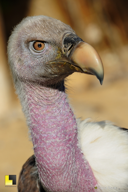 Portrait de vautour fauve exposition mars 2013 saint vincent de barrès photographie pascal blachier Au delà du cliché
