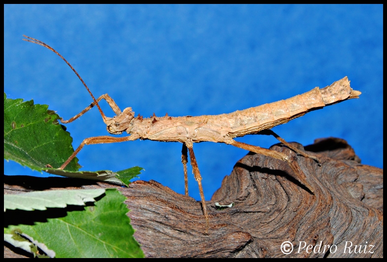 Hembra adulta de Creoxylus spinosus, 6 cm de longitud