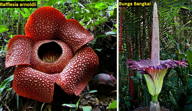 Perbedaan Bunga  Bangkai dan Bunga  Rafflesia Yang Banyak  