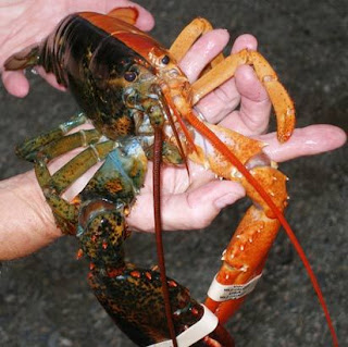 Two-Toned Lobster Phenomena pics pictures images photos gallery