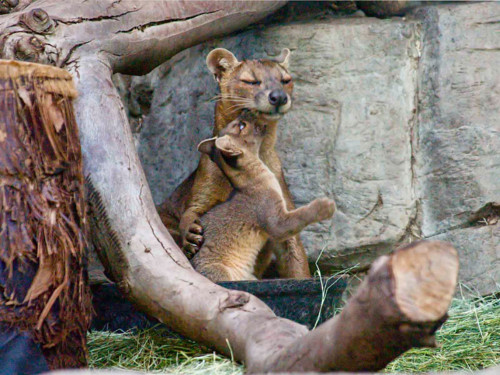 The Fossa is your is your favorite Animal