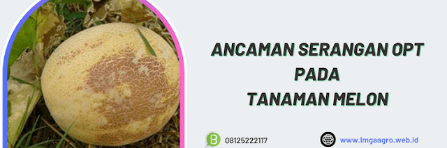 ancaman,serangan,organisme,organisme pengganggu,hama,penyakit