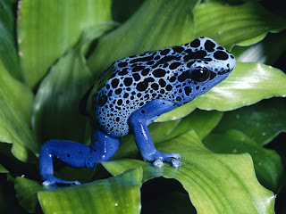 Blue Frog in Green Leaves HD Wallpaper