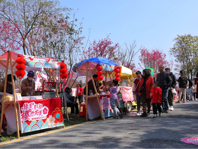 日本にも桜がありますが、中国の肇慶にも桜があります。 桜+漢服も独特の味わい，桜が満開の季節ですね