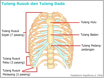 Tulang Rusuk dan Tulang Dada