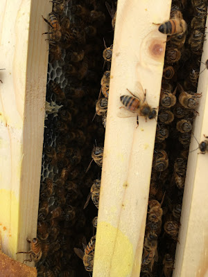 inside the bee hive