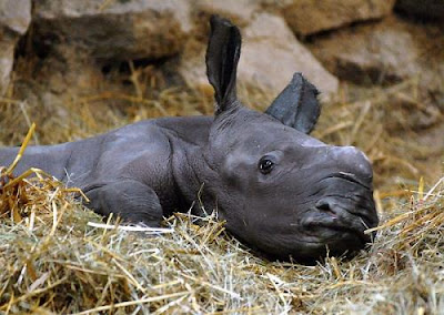 cute baby rhino, new born rhino