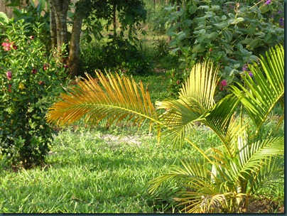 Landscaping Dec. 2010 027