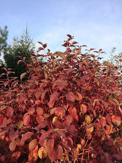dogwood red leaves