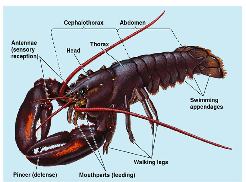 BIOLOGI GONZAGA SOAL HEWAN INVERTEBRATA