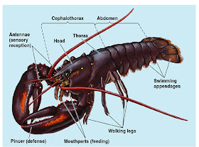 BIOLOGI GONZAGA SOAL HEWAN INVERTEBRATA