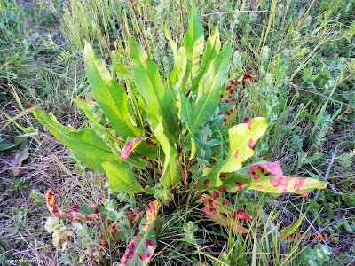 Ξινολάπαθο-Rumex sp.