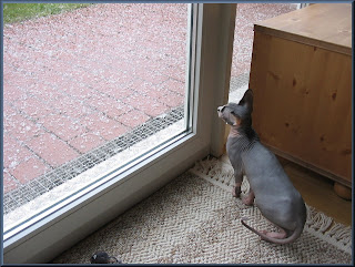 Dragonheart watching a hail storm