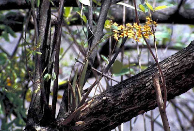 Trichocentrum cebolleta care and culture