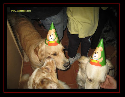 Golden Retriever Dog Party