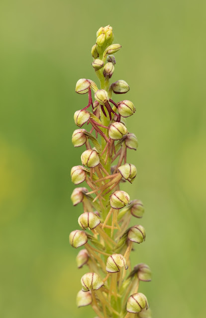 Man Orchid - Copper Hill, Lincolnshire