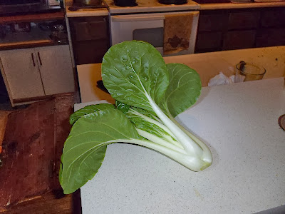 Hydroponic Bok Choy Harvest 2