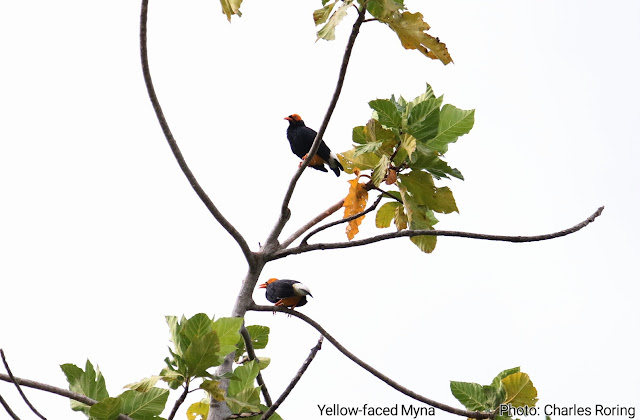 Birds of Raja Ampat