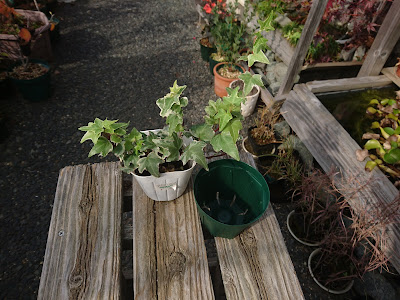 斑入りのアイビー　小さな鉢植え