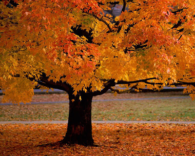 autumn wallpaper. Nice Picture