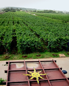 vineyard in Nashik in India
