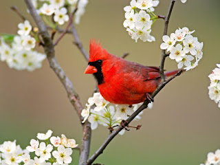 The Attractive Northern Cardinals birds