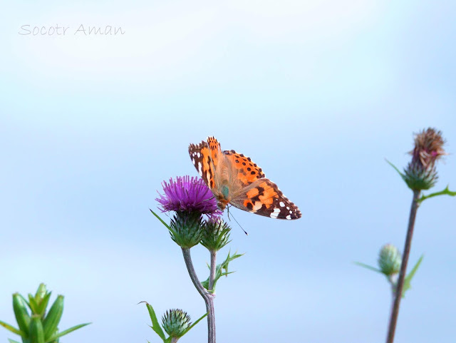 Vanessa cardui