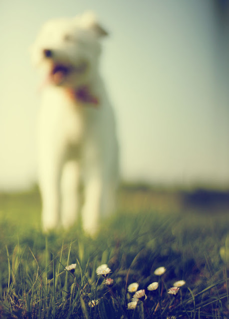 Dog and Daisies. Photograph by Tim Irving