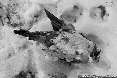 fryst fågel, frozen bird, ice, snow, is, snö, foto anders n