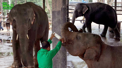 Elephant baby are drinking milk from hand of tourist