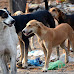 महाराष्ट्र रिपब्लिकन पक्षाचा महापालिकेला इशारा: भटक्या कुत्र्यांवर तातडीची कारवाई आवश्यक अन्यथा परिणामांची प्रतीक्षा