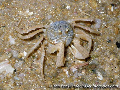 Soldier Crabs (Dotilla myctiroides)